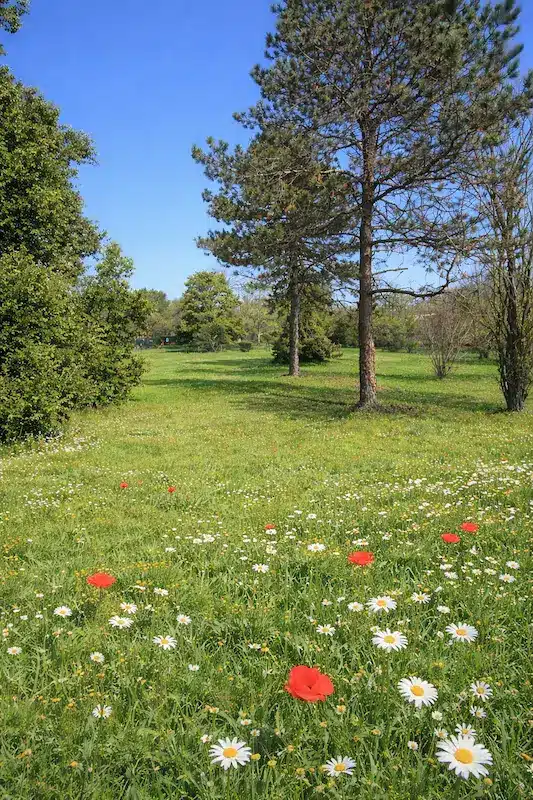 Terrain à bâtir à Tournefeuille pour votre maison sur-mesure avec CELIA Création Terrain à bâtir verdoyant à Tournefeuille pour un projet de maison sur-mesure par CELIA Création, avec vue dégagée et végétation naturelle.